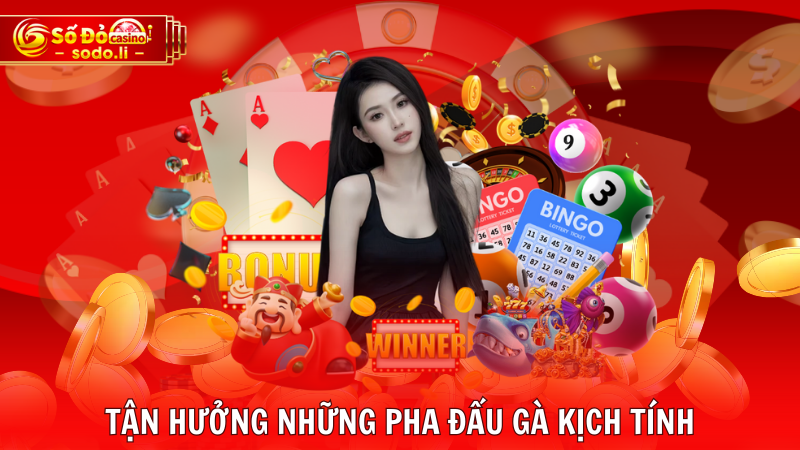 Tận hưởng những pha đấu gà kịch tính Tận hưởng những pha đấu gà kịch tính