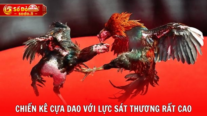 Chiến kê cựa dao với lực sát thương rất cao Chiến kê cựa dao với lực sát thương rất cao