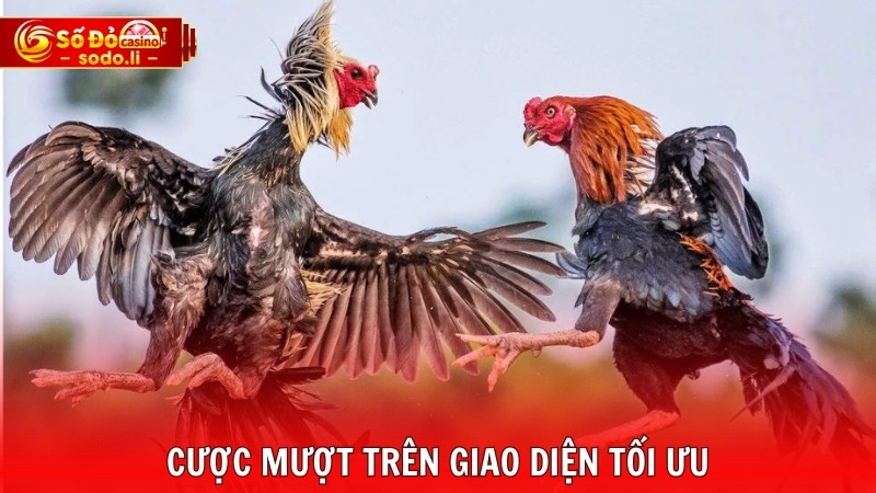 Cược mượt trên giao diện tối ưu Cược mượt trên giao diện tối ưu