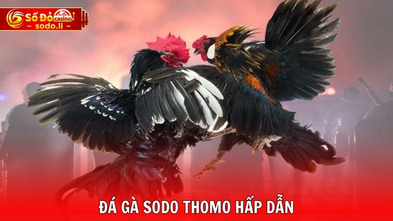 Đá gà SODO thomo hấp dẫn Đá gà SODO thomo hấp dẫn