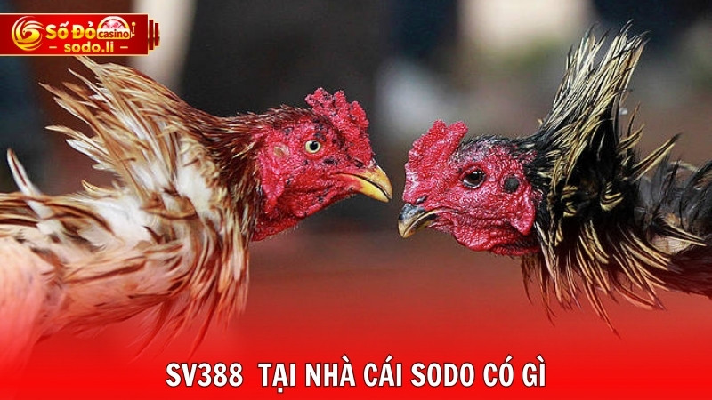 SV388 tại nhà cái SODO có gì SV388 tại nhà cái SODO có gì