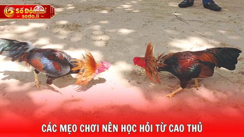 Các mẹo chơi nên học hỏi từ cao thủ Các mẹo chơi nên học hỏi từ cao thủ