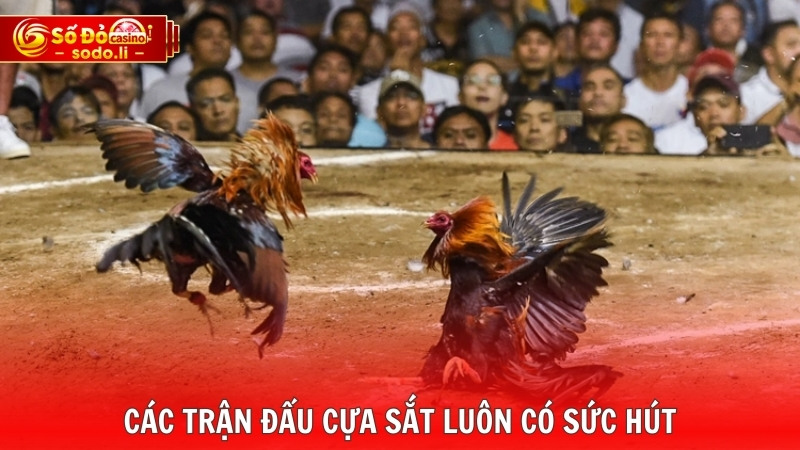 Các trận đấu cựa sắt luôn có sức hút Các trận đấu cựa sắt luôn có sức hút