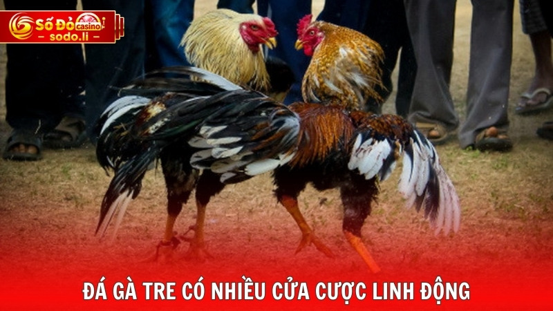 Đá gà tre có nhiều cửa cược linh động Đá gà tre có nhiều cửa cược linh động
