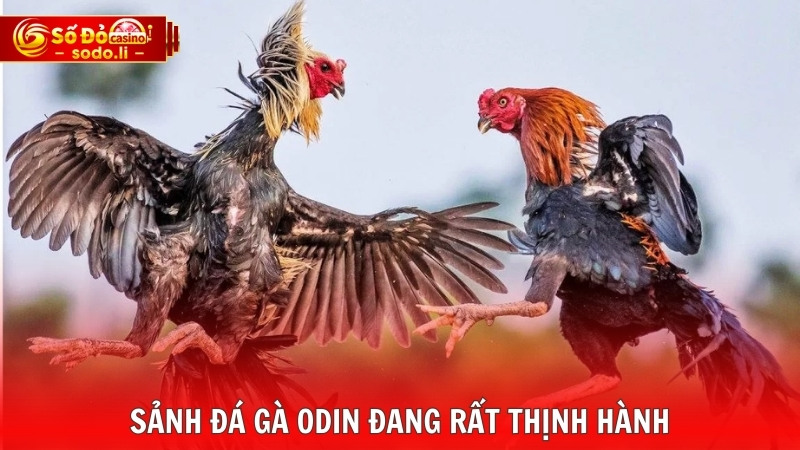 Sảnh đá gà ODIN đang rất thịnh hành Sảnh đá gà ODIN đang rất thịnh hành