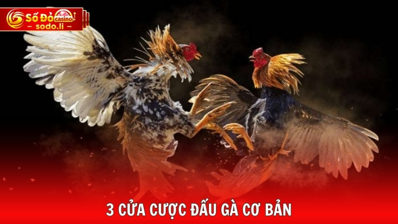 3 cửa cược đấu gà cơ bản 3 cửa cược đấu gà cơ bản