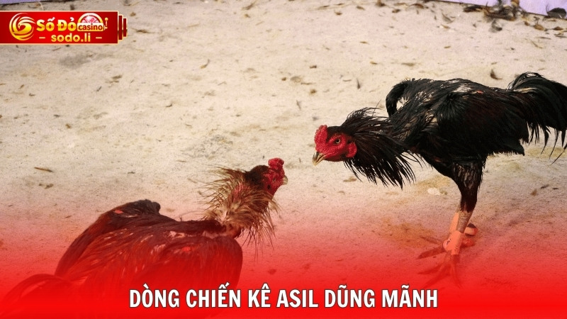 Dòng chiến kê Asil dũng mãnh Dòng chiến kê Asil dũng mãnh