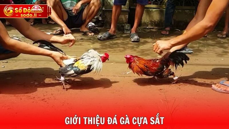 Giới thiệu đá gà cựa sắt Giới thiệu đá gà cựa sắt