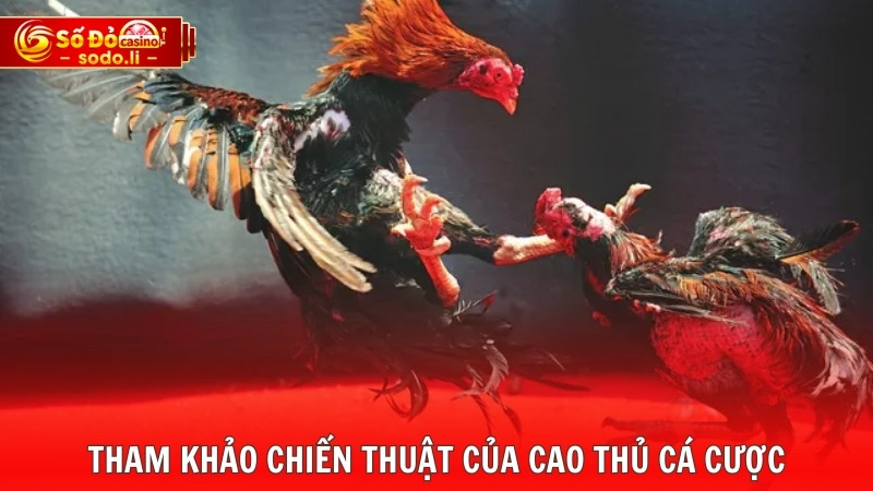 Tham khảo chiến thuật của cao thủ cá cược Tham khảo chiến thuật của cao thủ cá cược