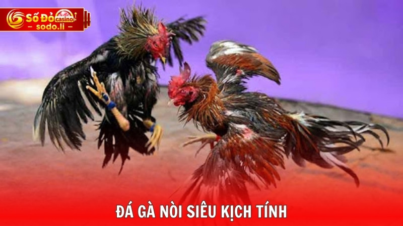 Đá gà nòi siêu kịch tính Đá gà nòi siêu kịch tính