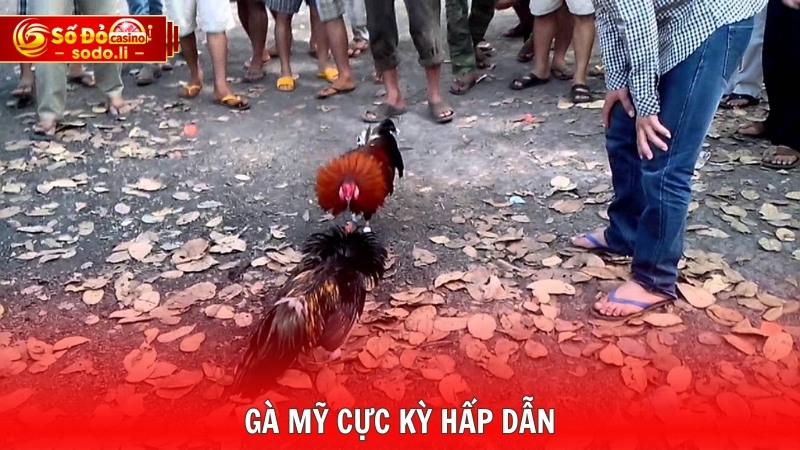 Gà Mỹ cực kỳ hấp dẫn Gà Mỹ cực kỳ hấp dẫn