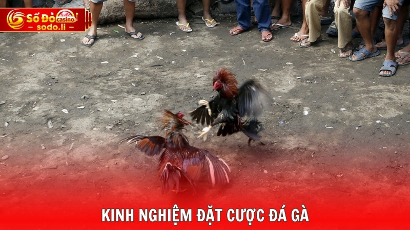 Kinh nghiệm đặt cược đá gà Kinh nghiệm đặt cược đá gà