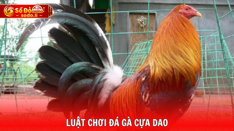 Luật chơi đá gà cựa dao Luật chơi đá gà cựa dao