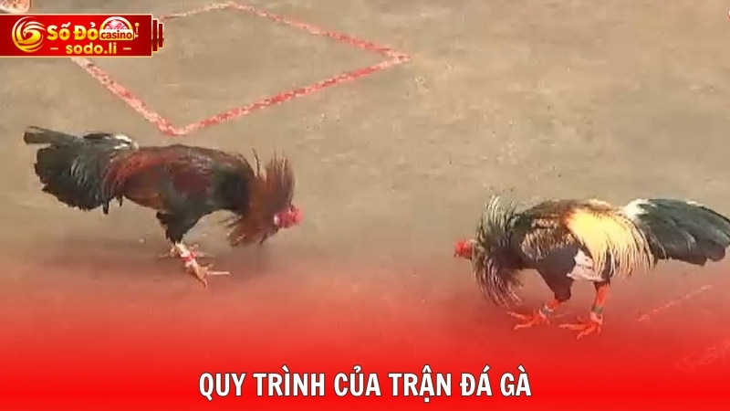 Quy trình của trận đá gà Quy trình của trận đá gà
