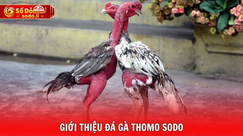 Giới thiệu đá gà Thomo SODO Giới thiệu đá gà Thomo SODO