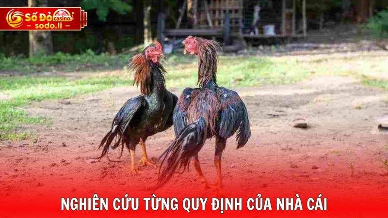Nghiên cứu từng quy định của nhà cái Nghiên cứu từng quy định của nhà cái