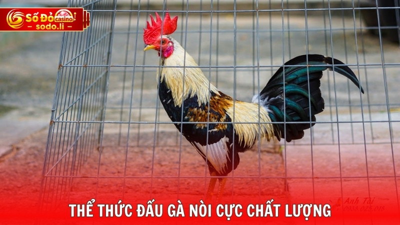 Thể thức đấu gà nòi cực chất lượng Thể thức đấu gà nòi cực chất lượng