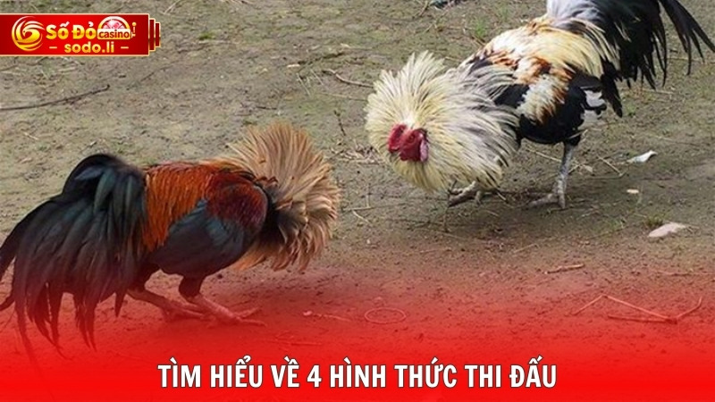 Tìm hiểu về 4 hình thức thi đấu Tìm hiểu về 4 hình thức thi đấu