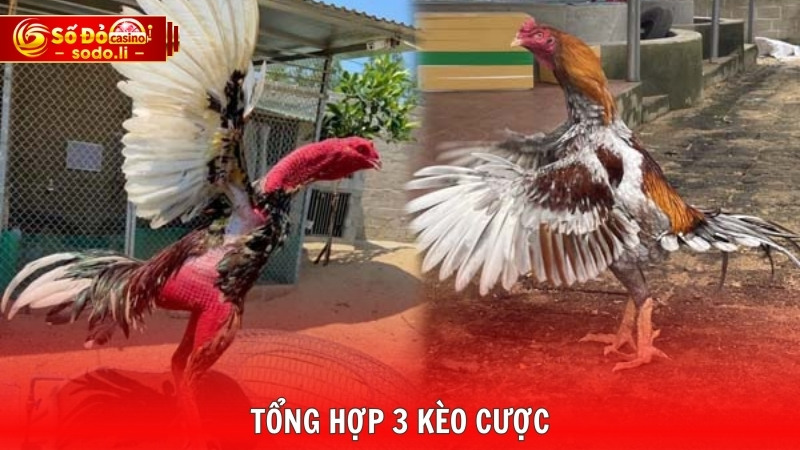 Tổng hợp 3 kèo cược Tổng hợp 3 kèo cược