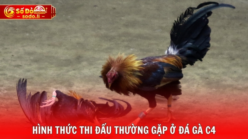 Hình thức thi đấu thường gặp ở đá gà C4 Hình thức thi đấu thường gặp ở đá gà C4