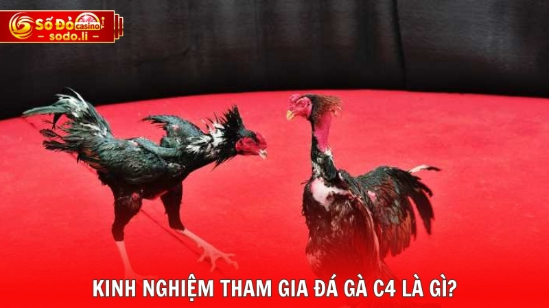 Kinh nghiệm tham gia đá gà C4 là gì? Kinh nghiệm tham gia đá gà C4 là gì?