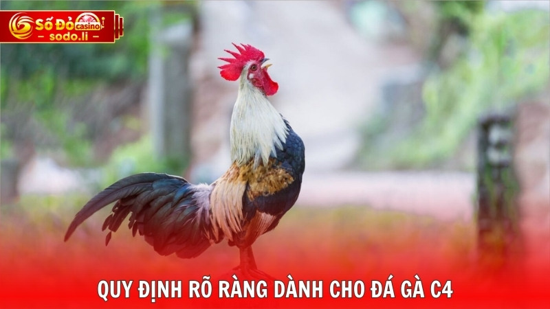 Quy định rõ ràng dành cho đá gà C4 Quy định rõ ràng dành cho đá gà C4