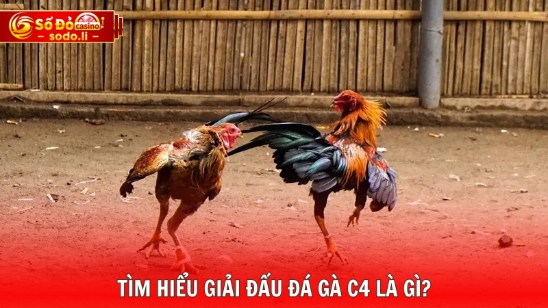 Tìm hiểu giải đấu đá gà C4 là gì? Tìm hiểu giải đấu đá gà C4 là gì?