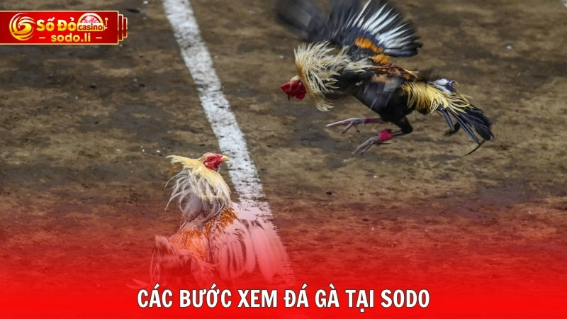 Các bước xem đá gà tại SODO Các bước xem đá gà tại SODO