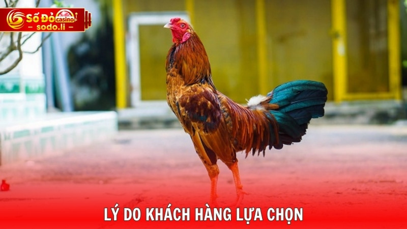 Lý do khách hàng lựa chọn Lý do khách hàng lựa chọn