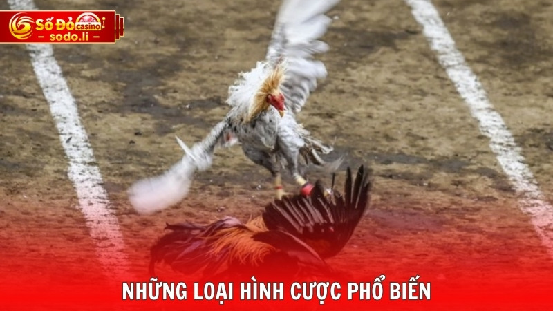 Những loại hình cược phổ biến Những loại hình cược phổ biến