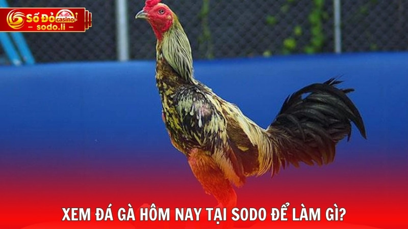Xem đá gà hôm nay tại SODO để làm gì? Xem đá gà hôm nay tại SODO để làm gì?