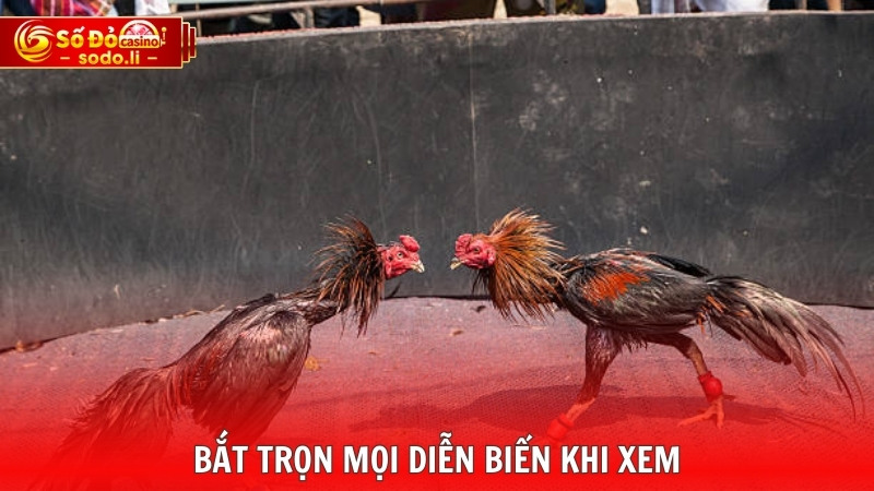 Bắt trọn mọi diễn biến khi xem Bắt trọn mọi diễn biến khi xem