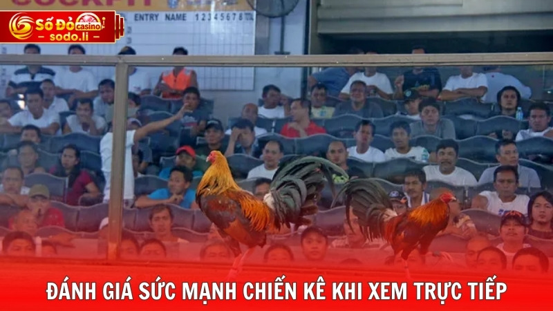 Đánh giá sức mạnh chiến kê khi xem trực tiếp Đánh giá sức mạnh chiến kê khi xem trực tiếp