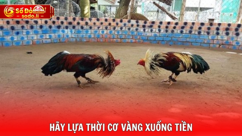 Hãy lựa thời cơ vàng xuống tiền Hãy lựa thời cơ vàng xuống tiền